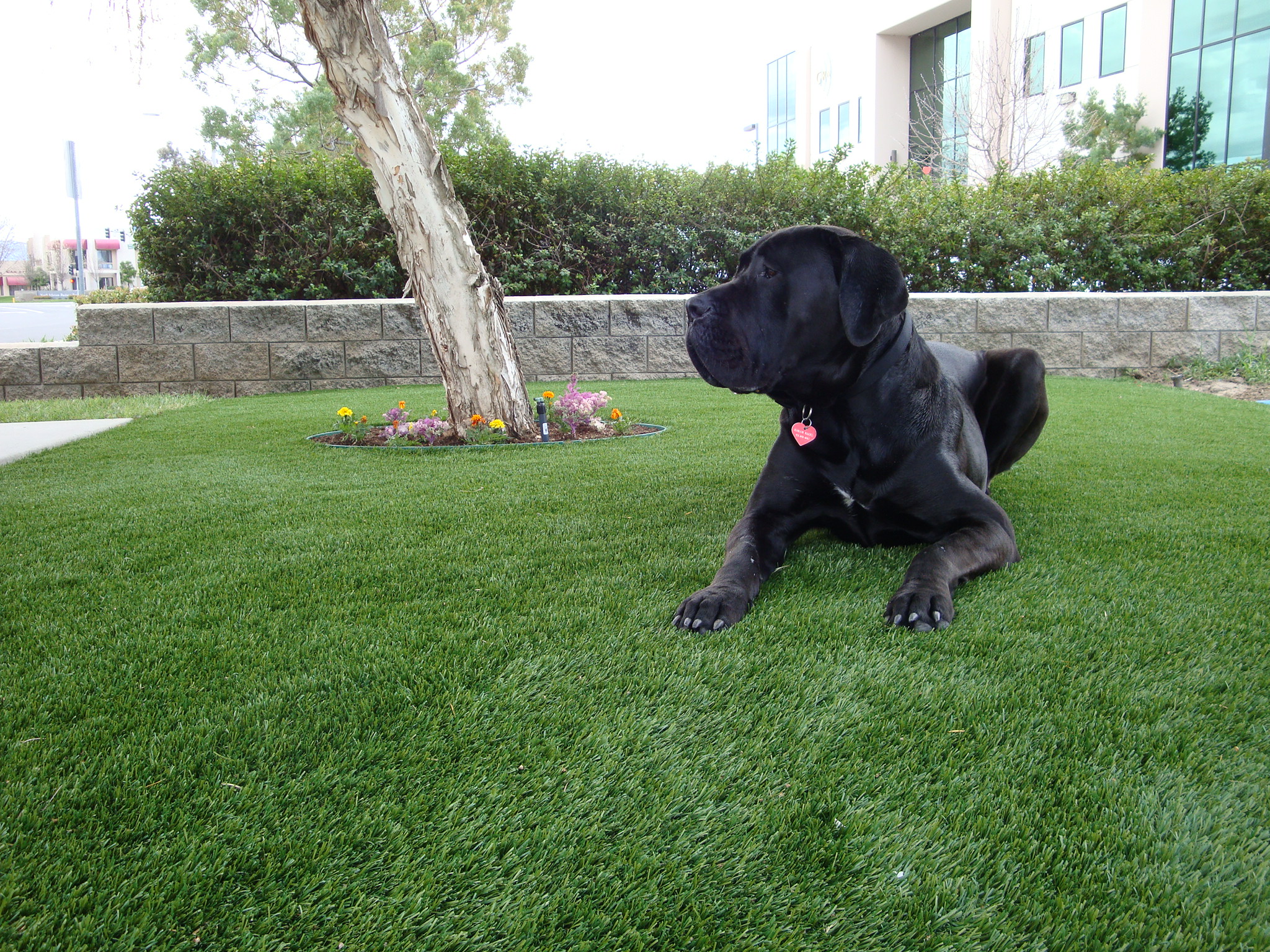 dog sitting comfortably on a lawn