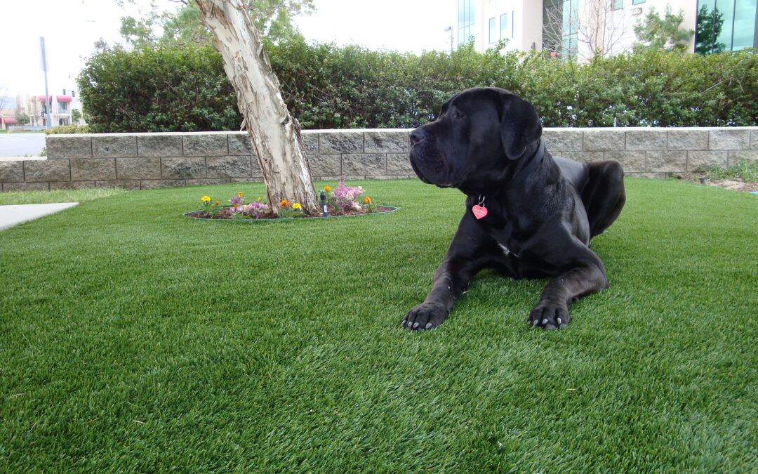 Artificial grass for pets