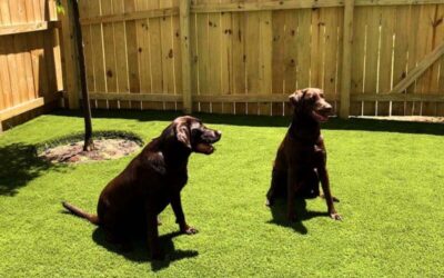 Artificial Turf for Doggy Daycare