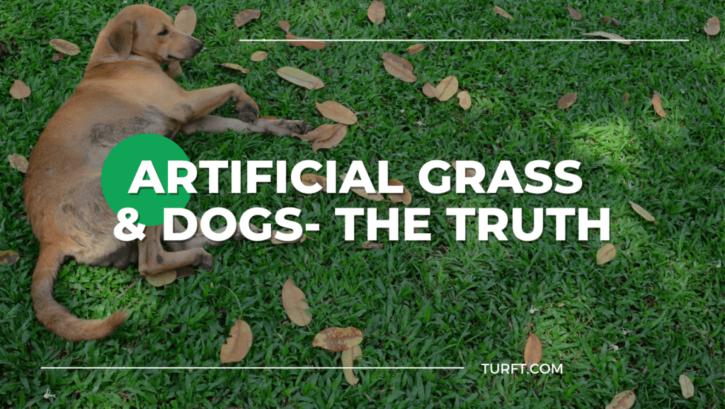 Fresh Look at Thinking About Artificial Grass For Dogs Here S How To