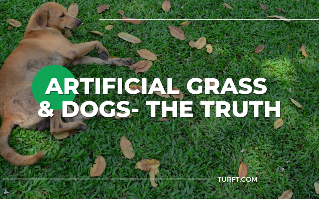 Artificial Grass & Dogs- The Truth